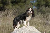 CAVALIER KING CHARLES 276